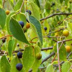 Brestovec južný (Celtis australis) - výška 380-400 cm, obvod kmeňa 14/16 cm, kont. C70L